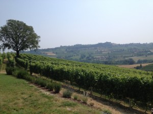 Part of the Stella vineyards 