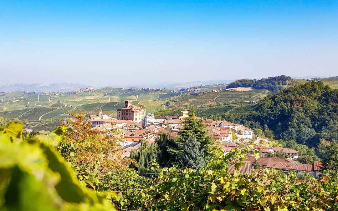 Piemontese Wine – Regions & Grapes